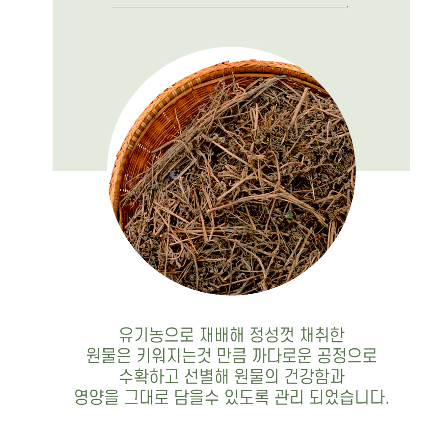 유기농 개똥쑥 건재 말린 개똥쑥 차 건조 쑥 건쑥 - 상세 이미지 2