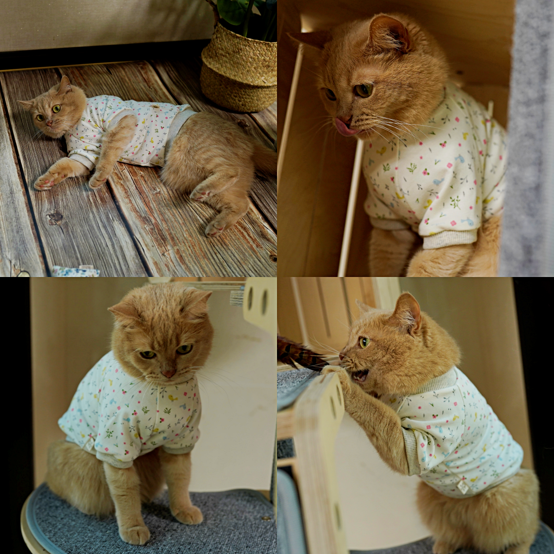 고양이옷 오가닉 반팔티 티셔츠 미용후 그루밍방지 스핑크스 옷 - 상세 이미지 4