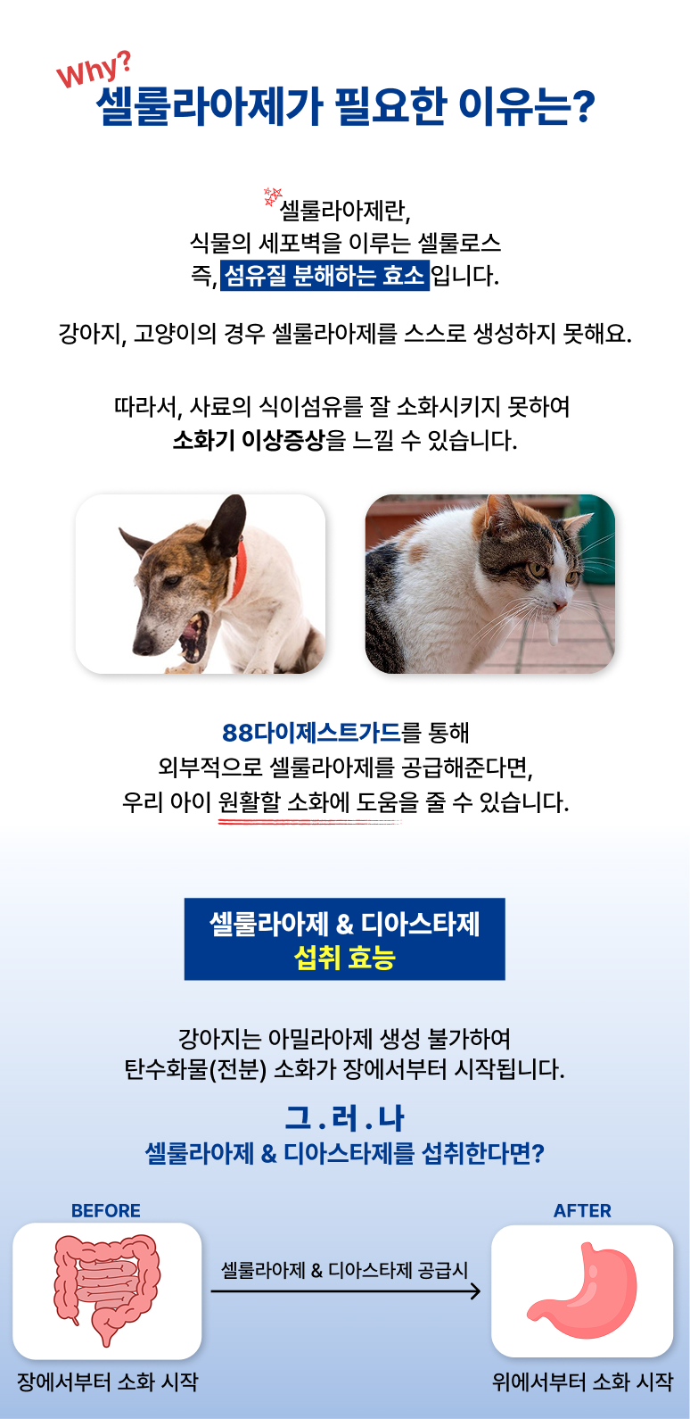 88펫 다이제스트가드 강아지 고양이 유산균 소화 효소제 변비 설사 구토 60g, 1개 - 상세 이미지 5