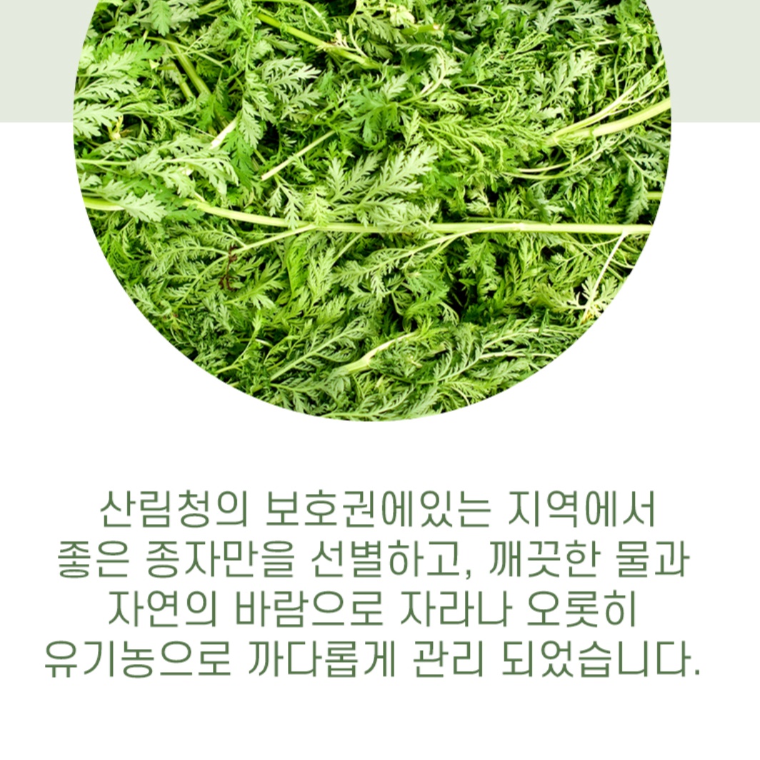 유기농 개똥쑥 건재 말린 개똥쑥 차 건조 쑥 건쑥 - 상세 이미지 3