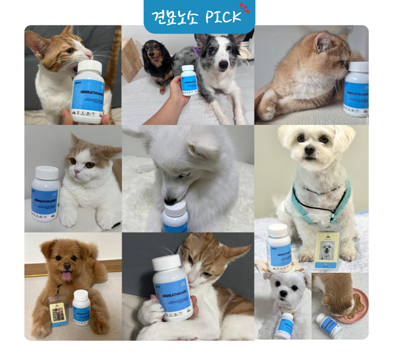 88펫 브레스가드 강아지 고양이 호흡기 기관지 거위소리 켁켁 기침 60g, 1개 - 상세 이미지 3