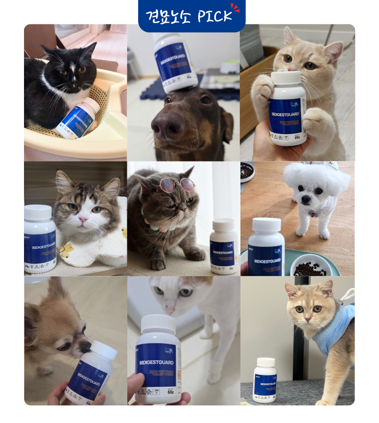 88펫 다이제스트가드 강아지 고양이 유산균 소화 효소제 변비 설사 구토 60g, 1개 - 상세 이미지 3