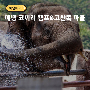 치앙마이 매땡 코끼리투어 - 트래킹 우마차 땟목 고산족 마을 체험 - 상품 이미지