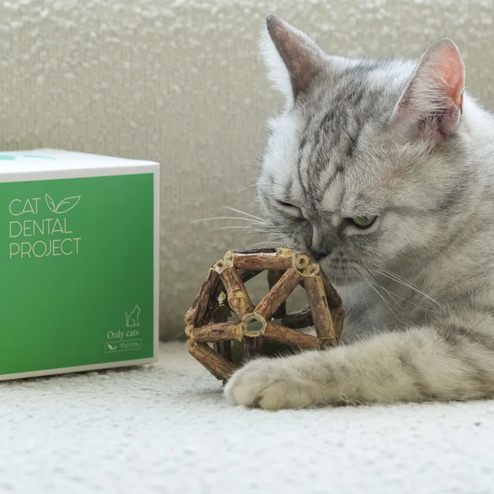 캣디피 캣닢 마따따비 우드볼 CATDP 고양이 장남감 혼자 장난감 캣닢 아기고양이 이갈이 시기 입질 이미지 4