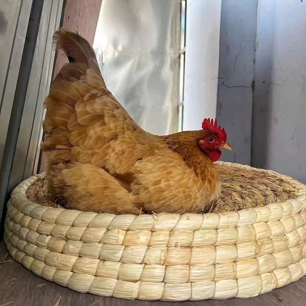 산란장 닭 알낳는집 밀짚 은신처 알둥지 메추리 대형 닭장 메추리집 산란통 55cm 짚 둥지 - 상세 이미지 2