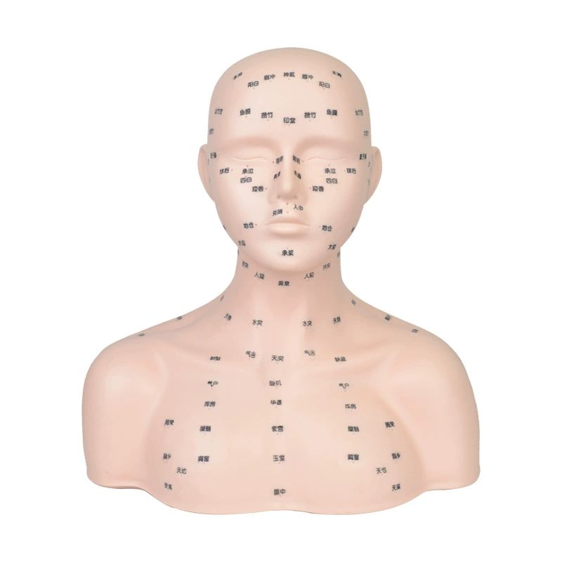 데콜테 관리 머리 마사지 두피마사지 모델 모형 연습용 프로모션 어깨형 소프트 포인트없음 - 상품 이미지