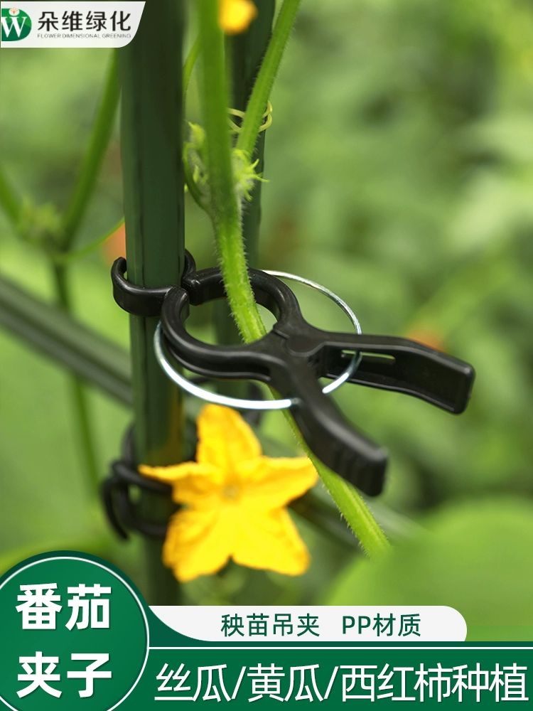 작물집게 포도 클립 호박 브래킷 소형 오이 고추 토마토 소형 10개 블랙 8~16mm 원관용 - 상세 이미지 2