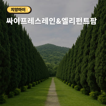치앙마이 자연감성 투어 - 싸이프레스레인 엘리펀트 팜 반캉왓 - 상품 이미지