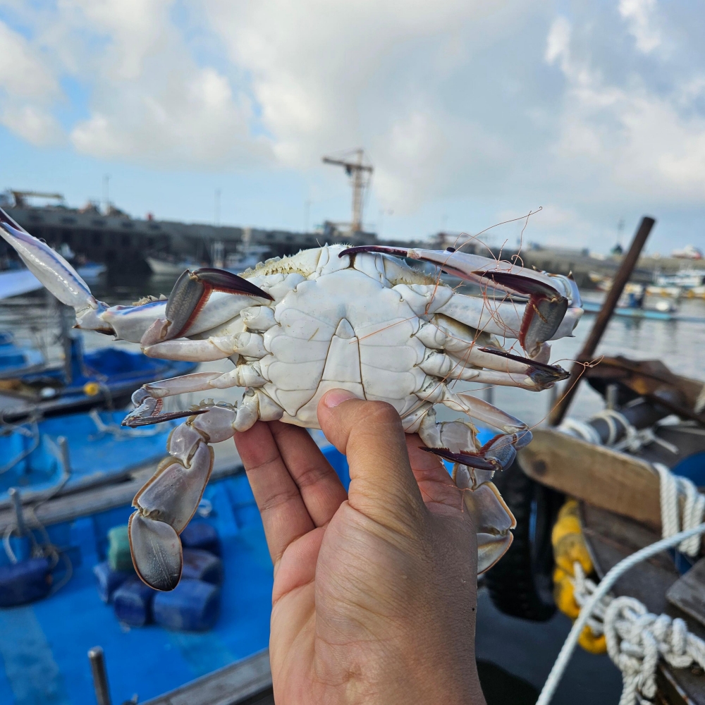 신진도 서해안 활꽃게 숫꽃게 1kg 제철 산지직송