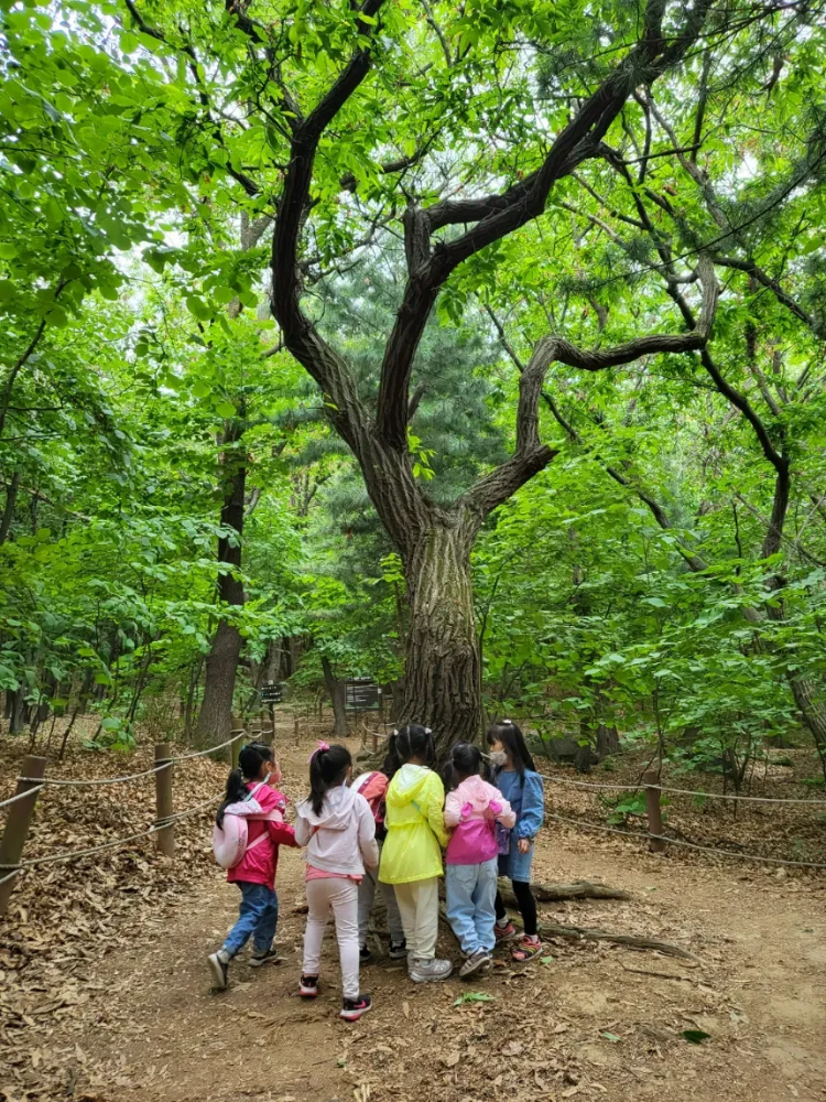[오픈특가] 행복한숲학교 우장산 유아 숲체험 | 5~8세 by 행복숲 나리샘 - 상세 이미지 5