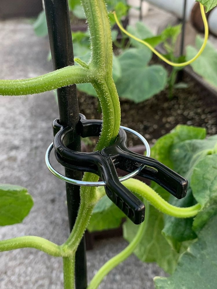 작물집게 포도 클립 호박 브래킷 소형 오이 고추 토마토 소형 10개 블랙 8~16mm 원관용 - 상품 이미지