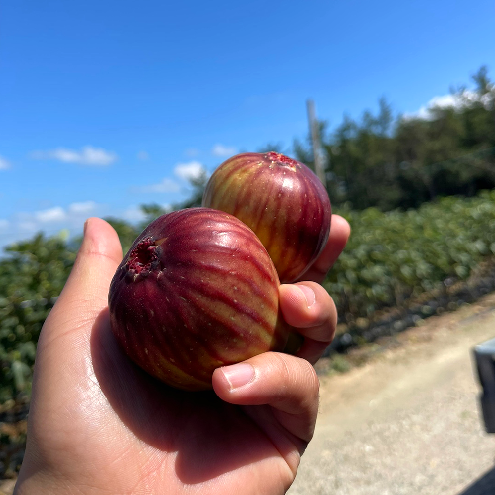 산지직송 영암무화과 생무화과 햇무화과 홍무화과 1kg 2kg