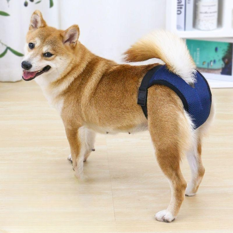 외출 산책 강아지 생리 팬티 기저귀 애견 강아지팬티 블루 생리팬티+블랙 생리팬티 두 개 L 12.0-16.0kg추천 - 상품 이미지
