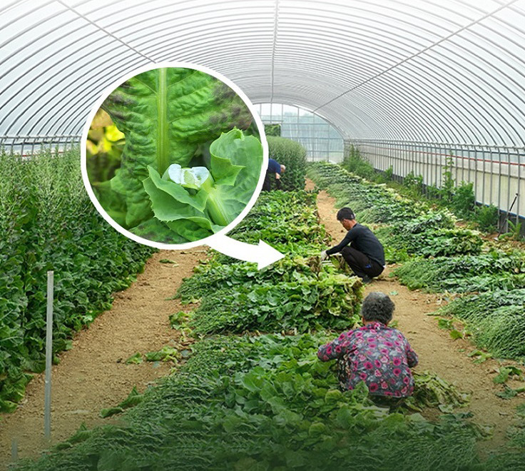 (이로운세상) 잠안올때 잠잘오는 숙면차 락투신 흑하랑 상추차 오늘밤 락투신골드 스틱액상