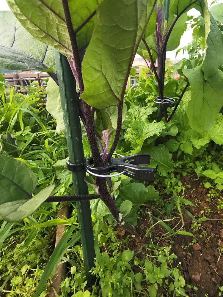 작물집게 포도 클립 호박 브래킷 소형 오이 고추 토마토 소형 10개 블랙 8~16mm 원관용 - 상세 이미지 4