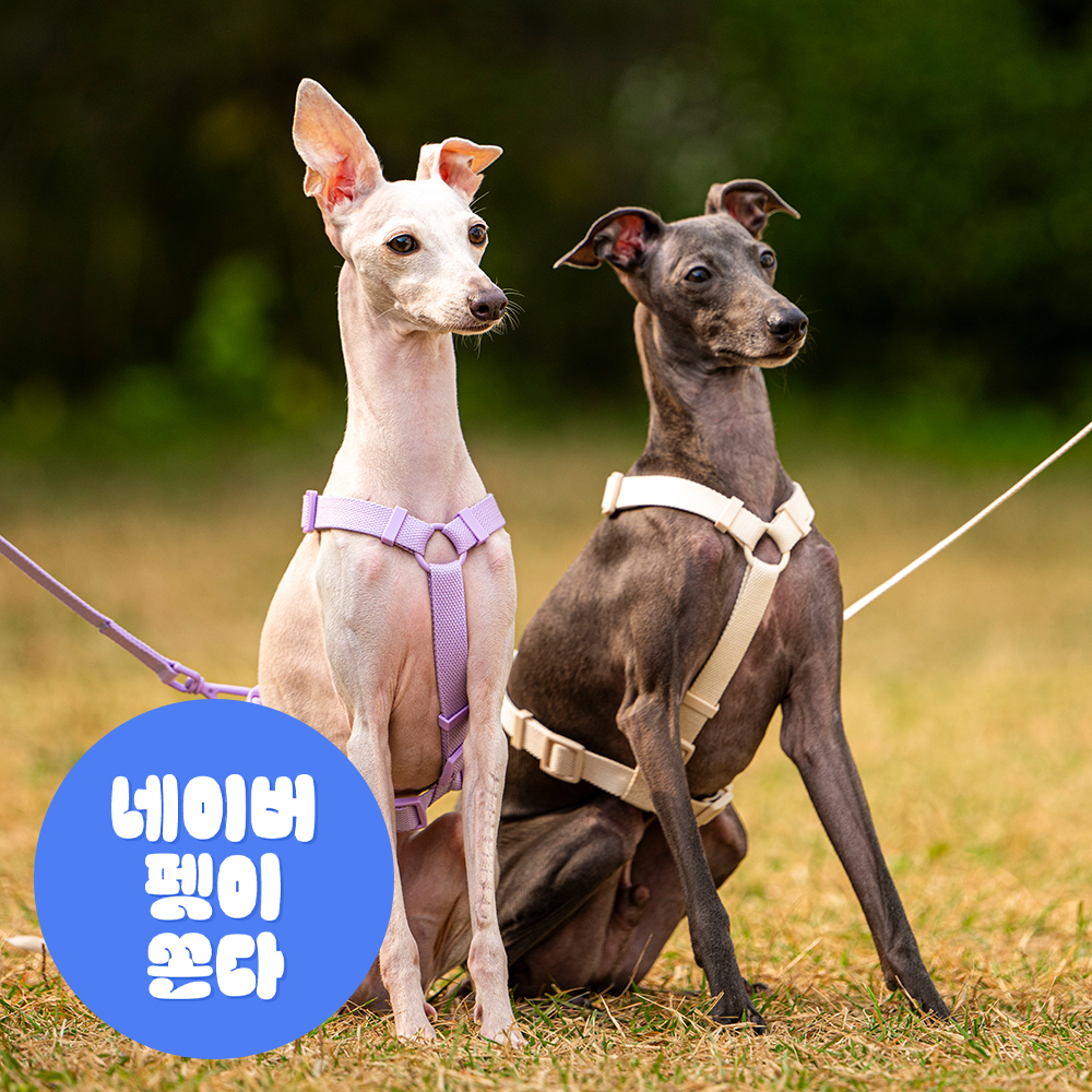 펫트리움 가뿐하네스 강아지하네스 가슴줄 목줄