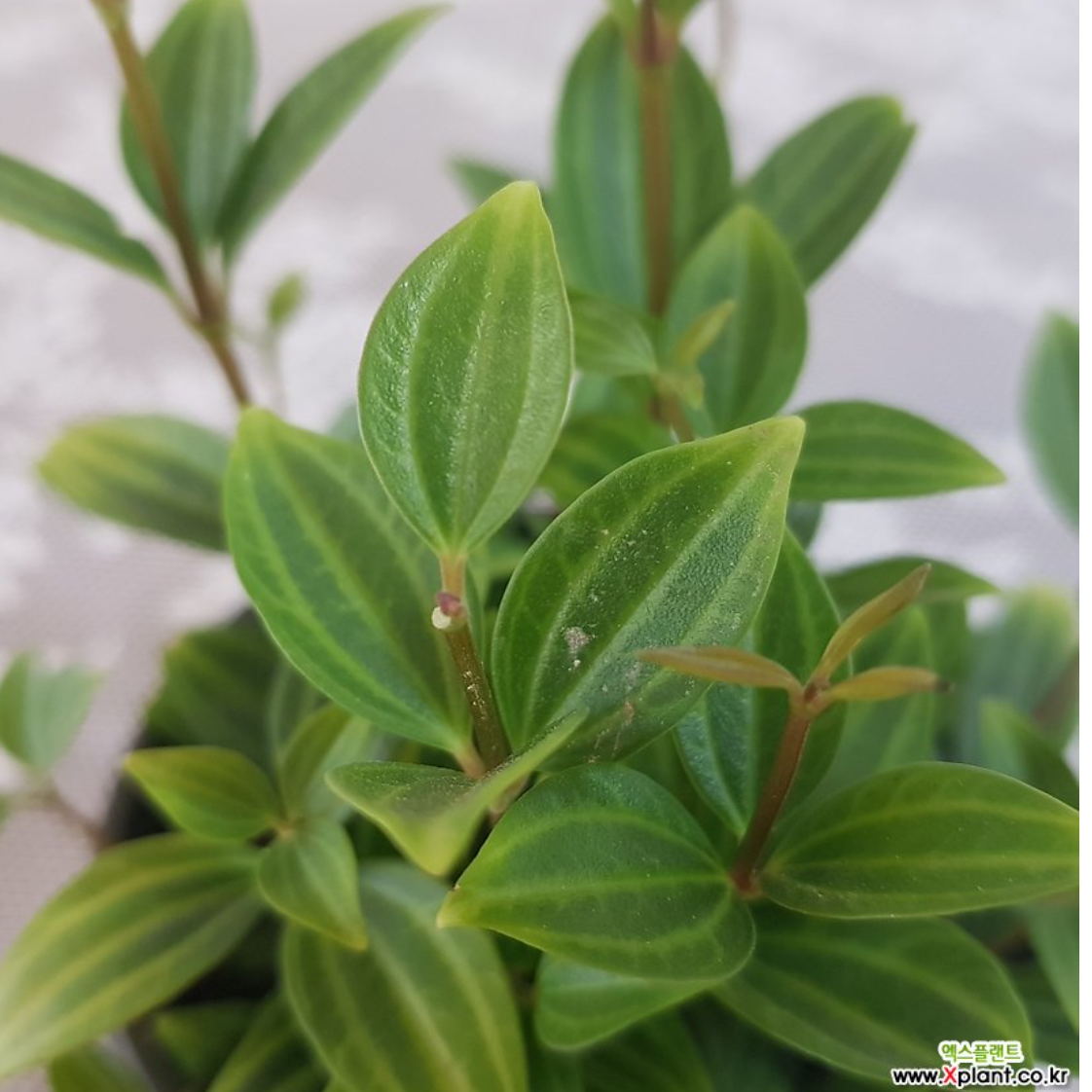 거실화초 아몬드페페 가정에서 키우기 쉬운실내공기정화식물 현관에두면 좋은식물 책상위 베란다