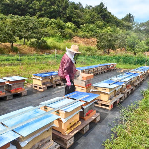 산지한입 천연벌꿀 아카시아꿀 아카시꿀 잡화 야생화 국산 선물 숙성 완숙 ... 맛있게 먹은 솔직 후기 - 상품 이미지 3