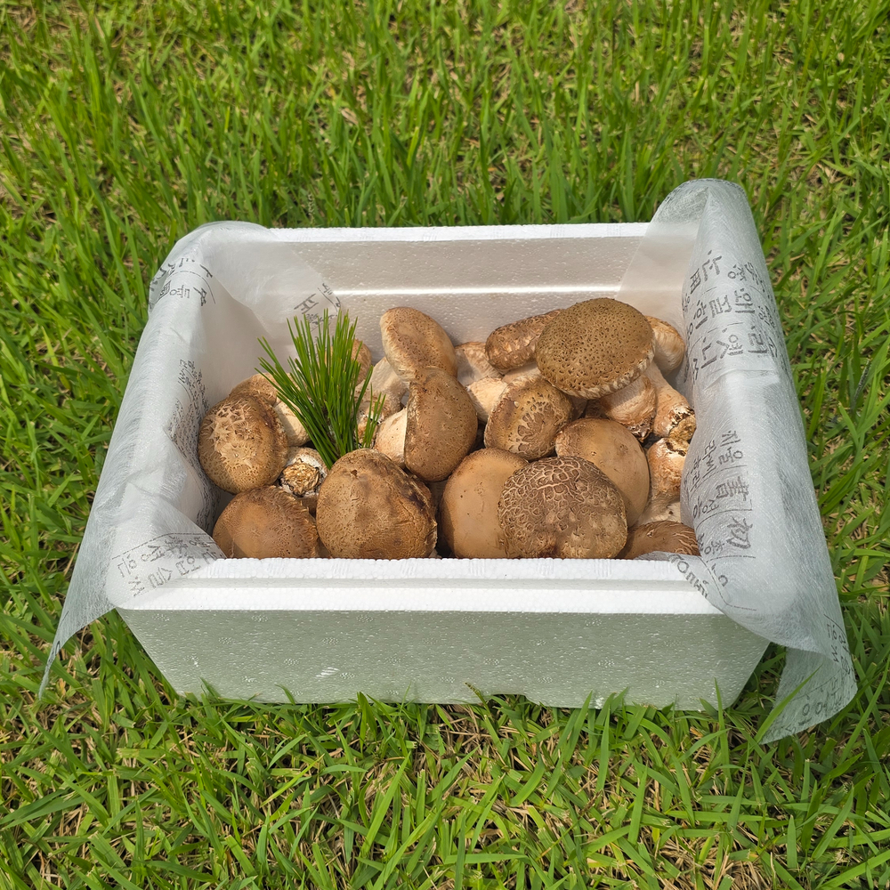 산지직송 당일수확 송화버섯 선물세트 고급선물용 송고버섯 가정용 500g - 상세 이미지 5