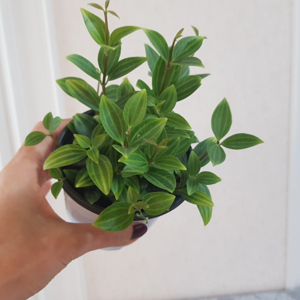 거실화초 아몬드페페 가정에서 키우기 쉬운실내공기정화식물 현관에두면 좋은식물 책상위 베란다