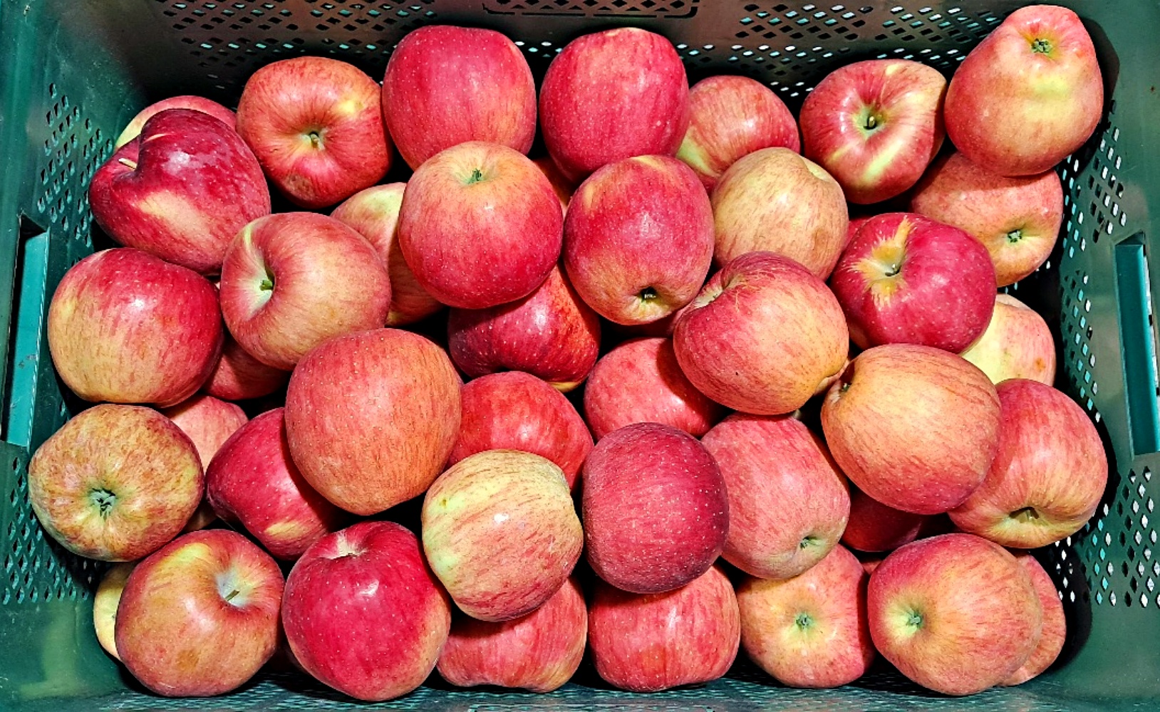 홍로 부사 사과 1kg 2kg 3kg 5kg 쥬스용 못난이 가정용 소과 중소과 중대과