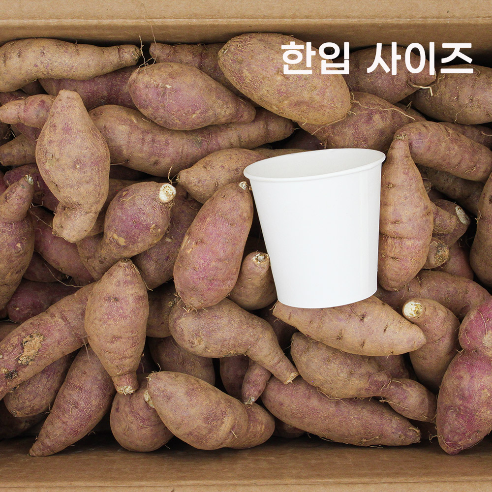 25년 햇고구마 해남 꿀 고구마 베니하루카 호박고구마 중, 2kg, 1개 - 상세 이미지 2
