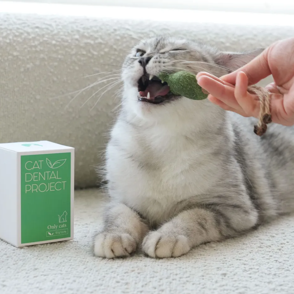 캣디피 캣닢 냥캔디 CATDP 마따따비 고양이 장남감 혼자 장난감 캣닢 아기고양이 이갈이 시기 입질 이미지 4
