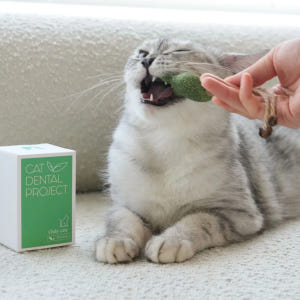 캣디피 캣닢 냥캔디 CATDP 마따따비 고양이 장남감 혼자 장난감 캣닢 ... 솔직 후기 | 실제 사용자 리뷰 총정리 - 상품 이미지 4