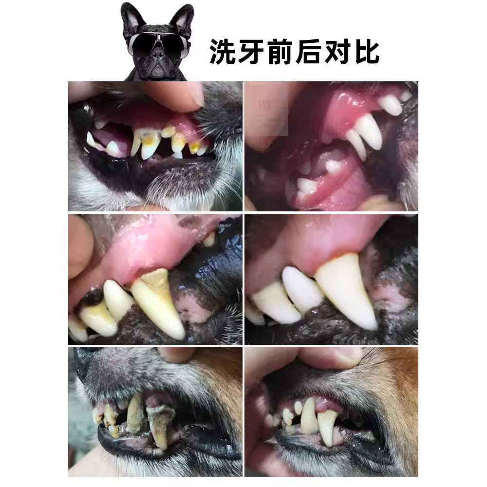 강아지 스케일링 치석 제거기 초음파 애견 스케일러 - 상세 이미지 3