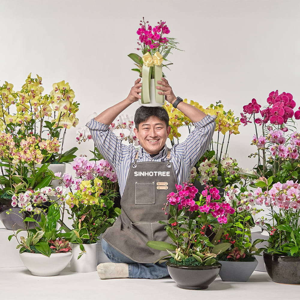 동양란 서양란 승진화분 영전축하 취임 호접란 만천홍 축하난 고급 식물선물 공기정화