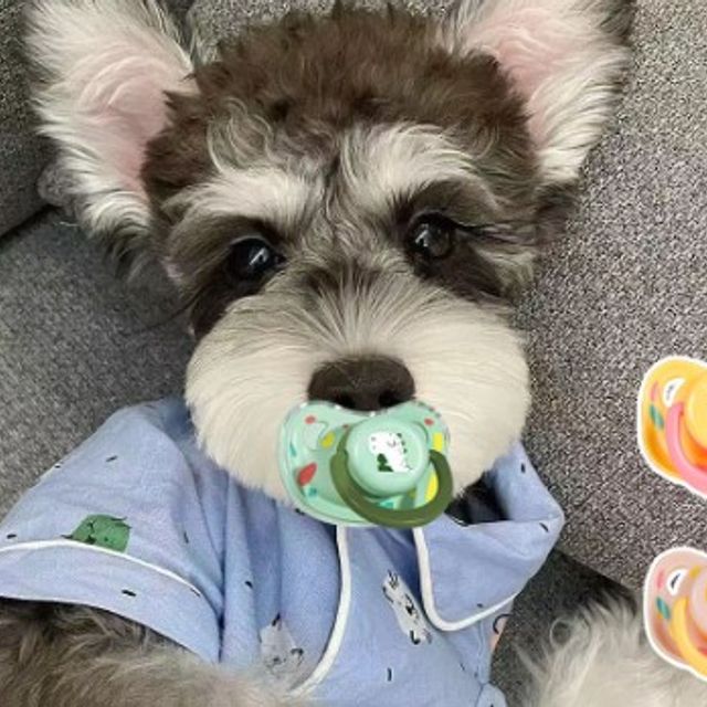 강아지 쪽쪽이 고급 실리콘 인기아이템 2.새 - 상품 이미지
