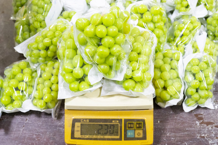 2026년 샤인머스켓 2kg,4kg 고당도 프리미엄 망고포도 아이들간식 추석명절 선물세트 (진아농장 직판) 이미지 6