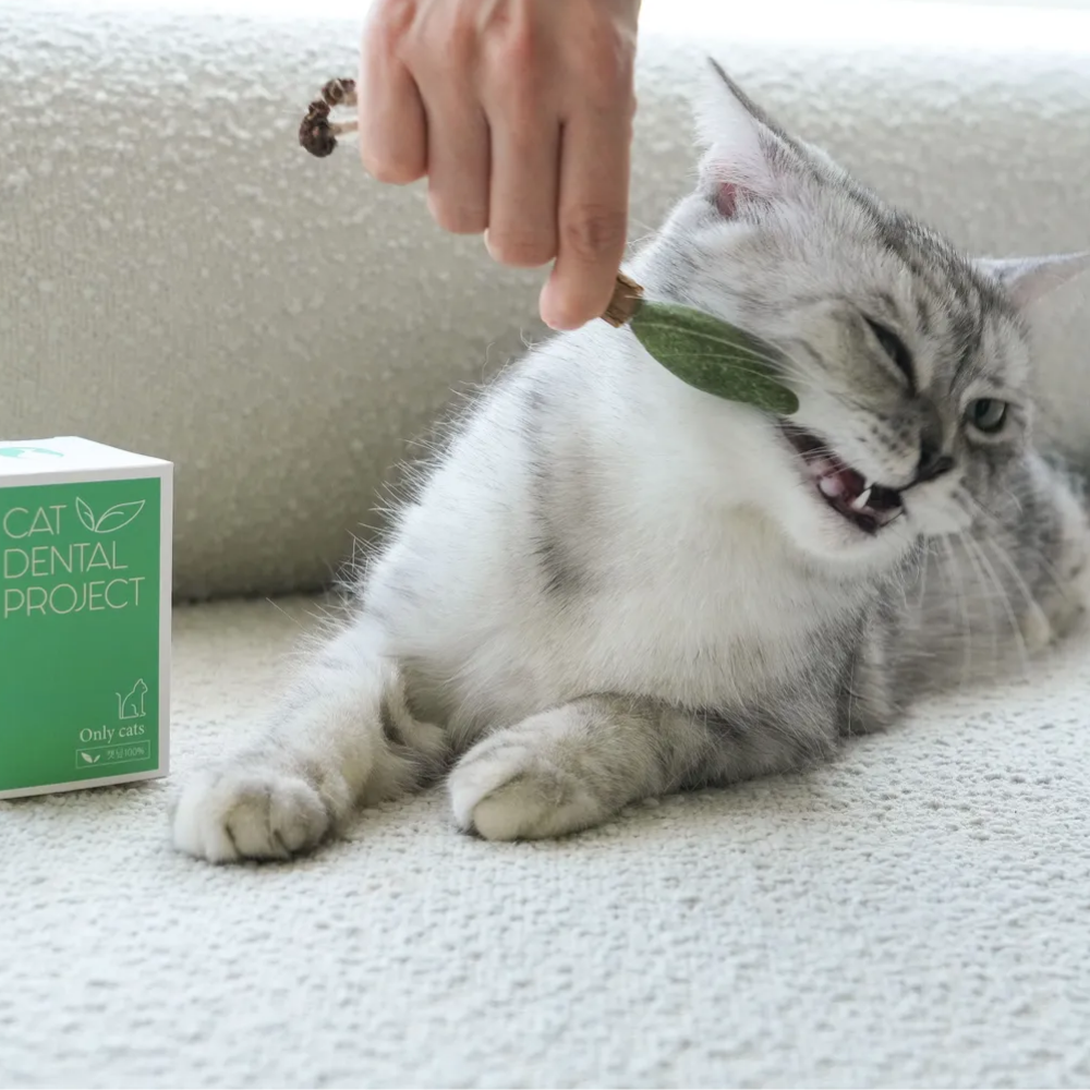 캣디피 캣닢 냥캔디 CATDP 마따따비 고양이 장남감 혼자 장난감 캣닢 아기고양이 이갈이 시기 입질 이미지 3