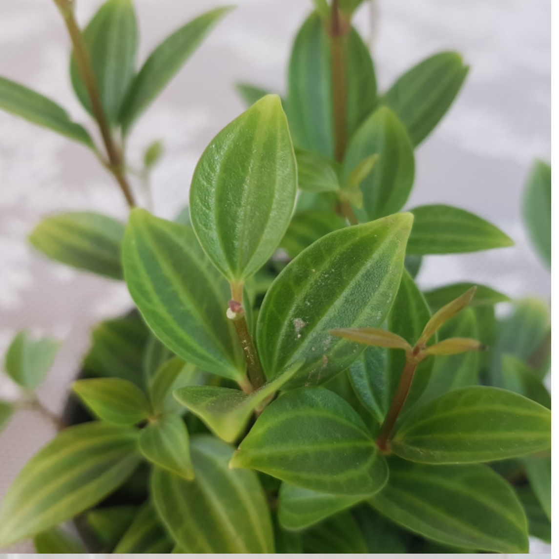 거실화초 아몬드페페 가정에서 키우기 쉬운실내공기정화식물 현관에두면 좋은식물 책상위 베란다