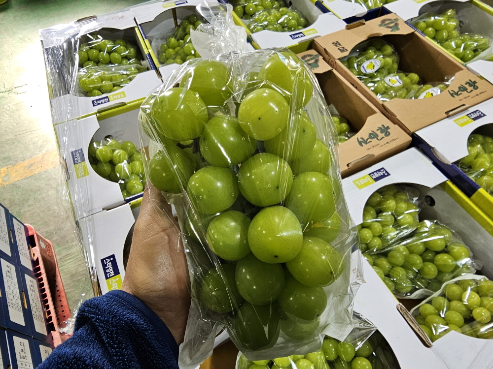 [금서율네] 샤인머스켓 애플 청포도 1kg 2kg 4kg 이미지 6