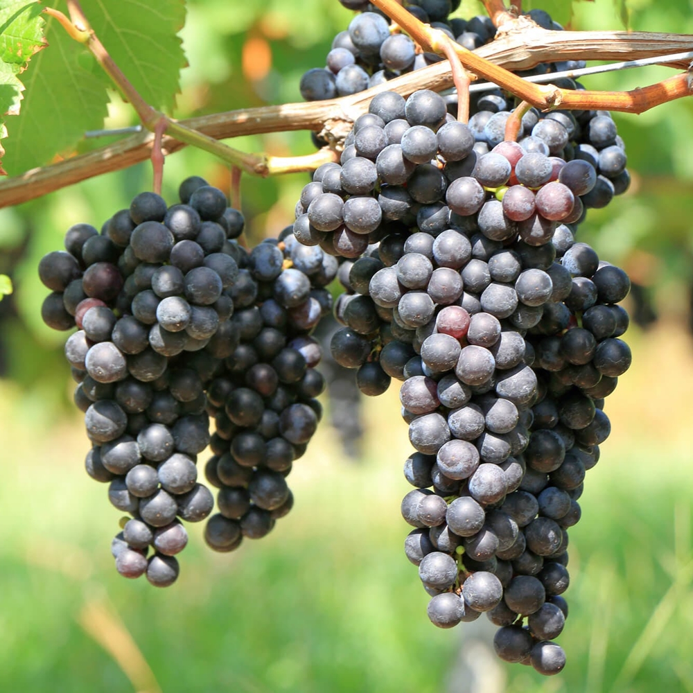 힘찬열매 프리미엄 MBA 머루포도 고당도 1kg 2kg