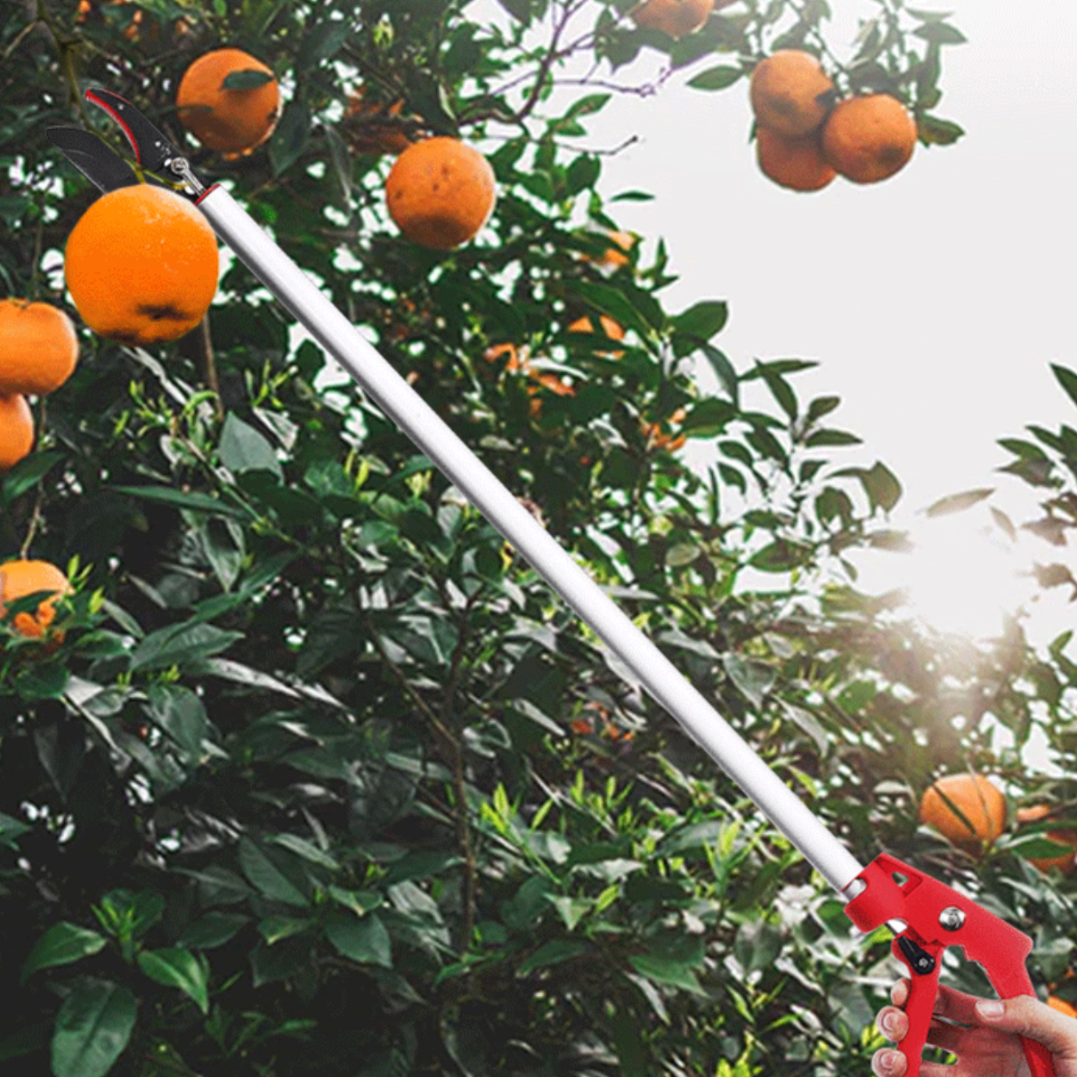 긴 전지 가위 감 따는 집게 높은 나무 전지 도구