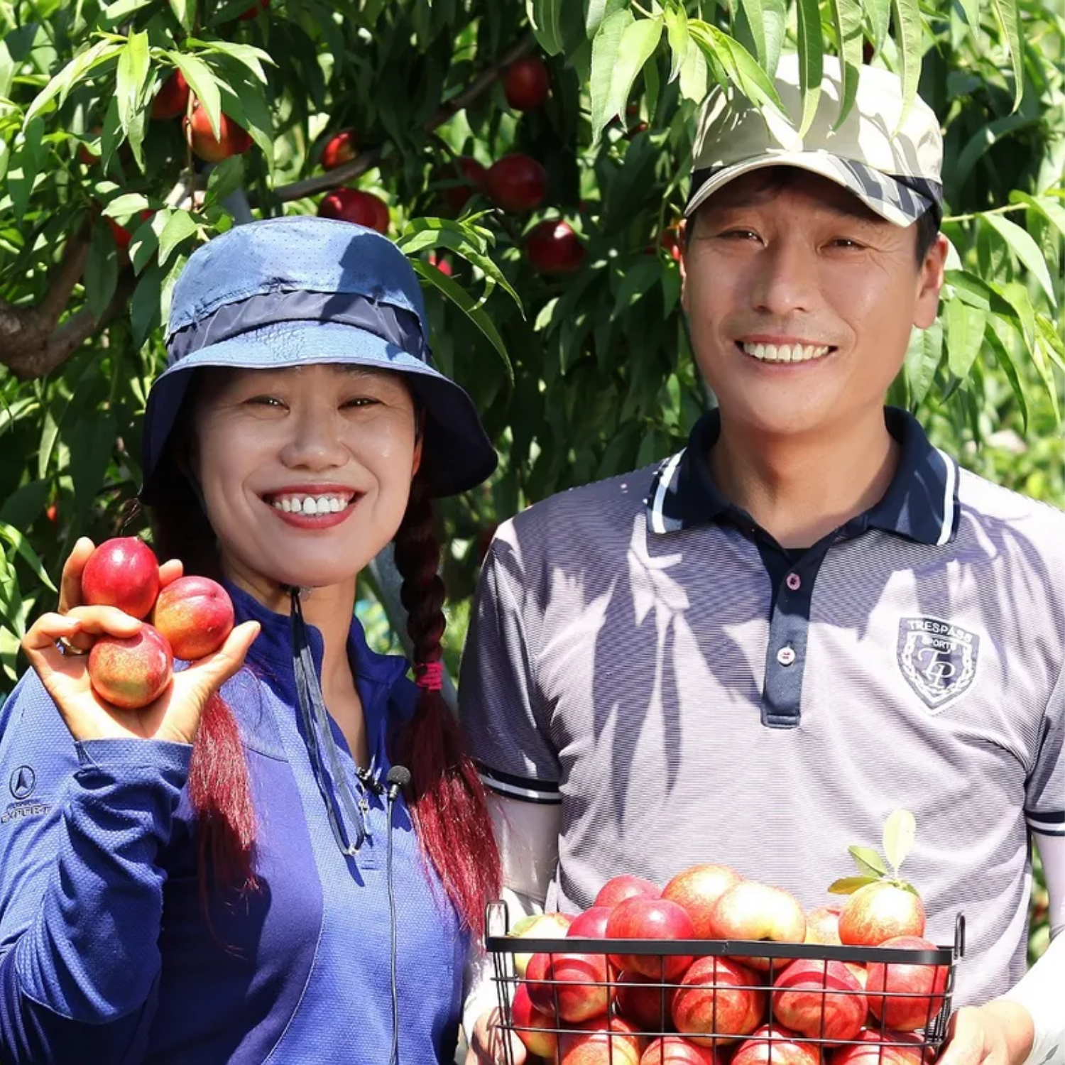 은희복숭아 경봉 딱딱이복숭아 3kg - 상세 이미지 2