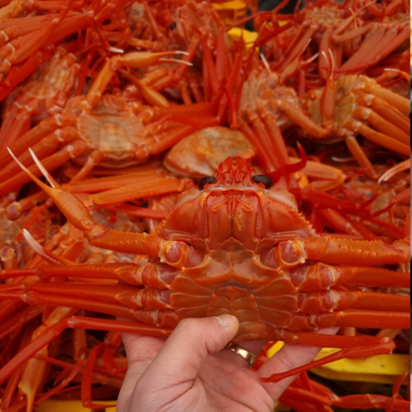 후포리 생물 자숙 제철 박달 대게 홍게