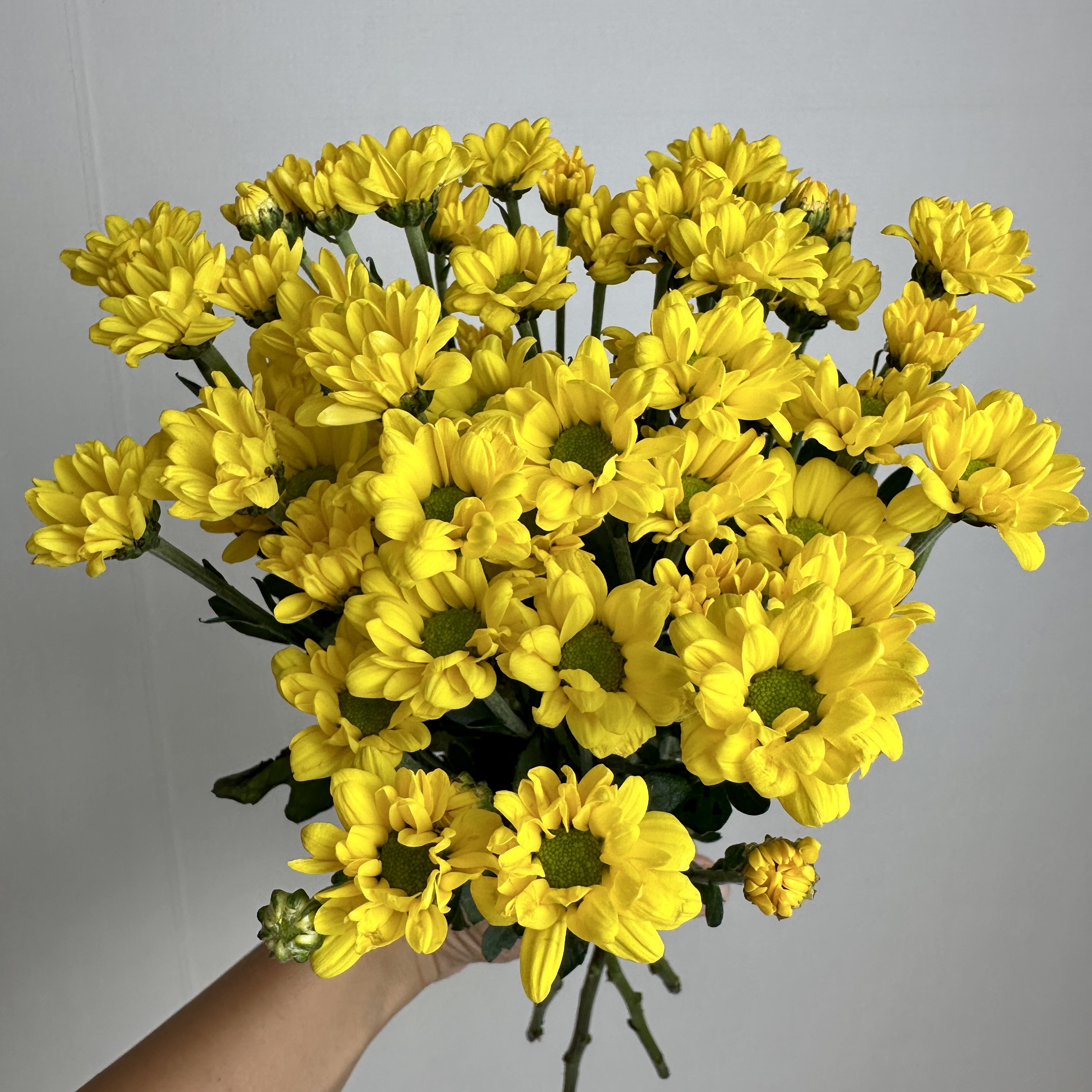 희록플라워 소국 생화 한다발 핑크 화이트 옐로우 가을꽃 생화택배 꽃배달 - 상세 이미지 5