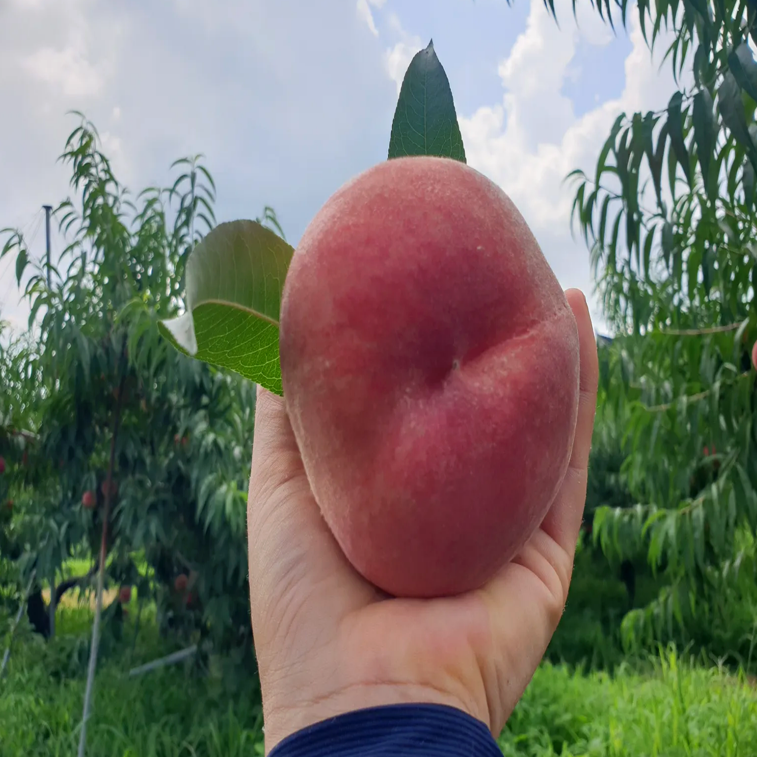 은희복숭아 경봉 딱딱이복숭아 3kg - 상세 이미지 3