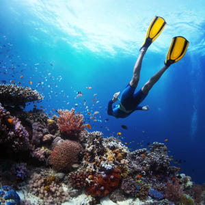 보홀 나팔링투어 스노클링 단독 액티비티 정어리떼 동남아 자유여행 럭키호핑 솔직 후기 | 실사용자 리뷰 분석 - 상품 이미지 2