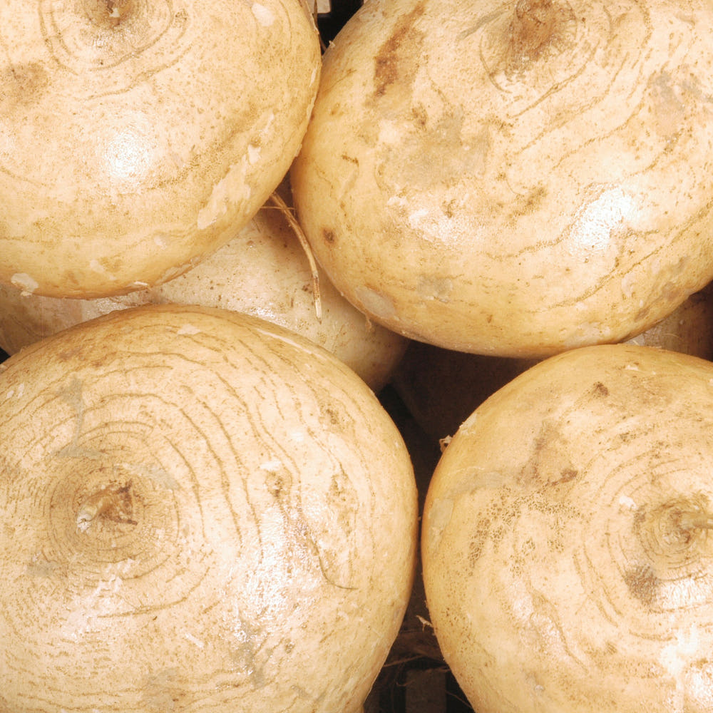 틈새마트 히카마 특품