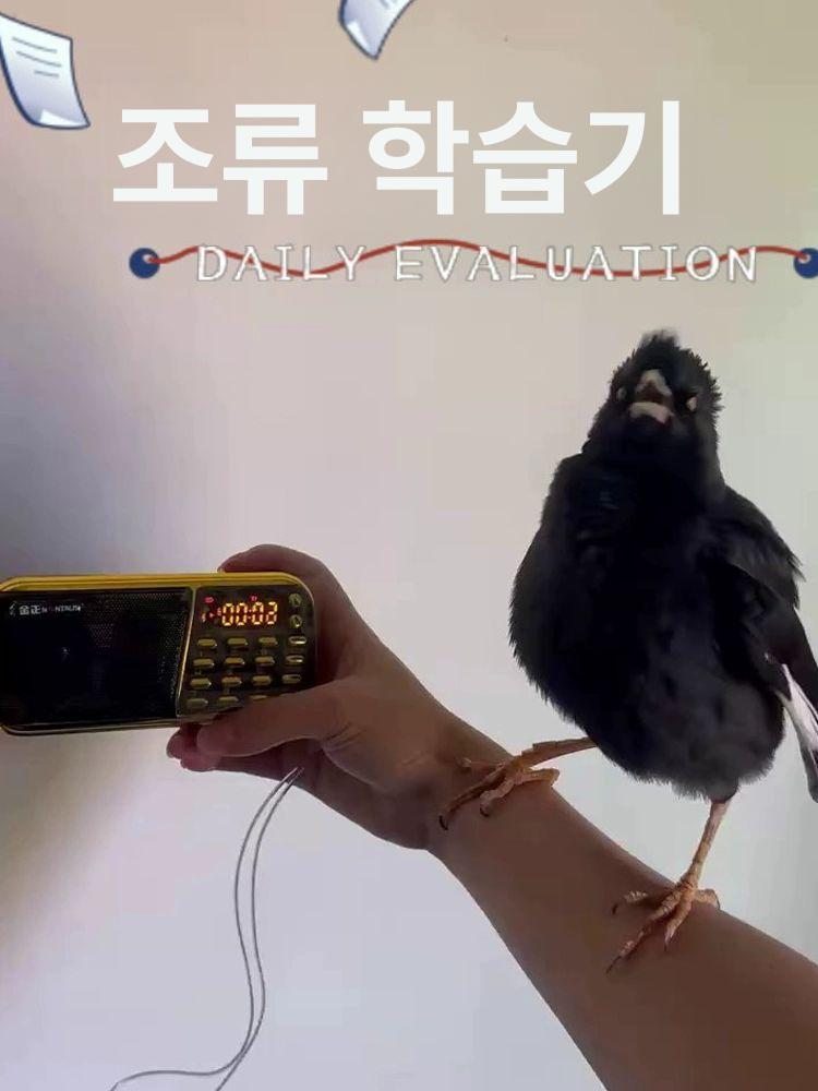 앵무새 말하는법 가르치는 녹음 반복 충전 녹음기 앵무새장난감 C31 블루 타이머+블루투스+반복+녹음 - 상세 이미지 3