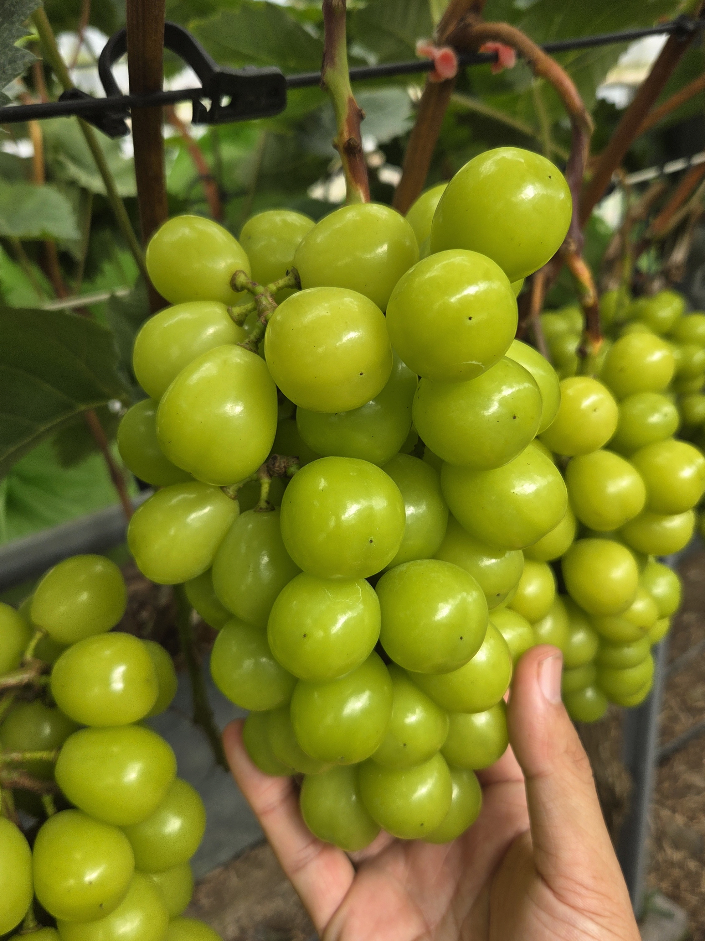 https://shop-phinf.pstatic.net/20250831_75/1756610236627t6puS_JPEG/73926307494832983_49000448.jpg