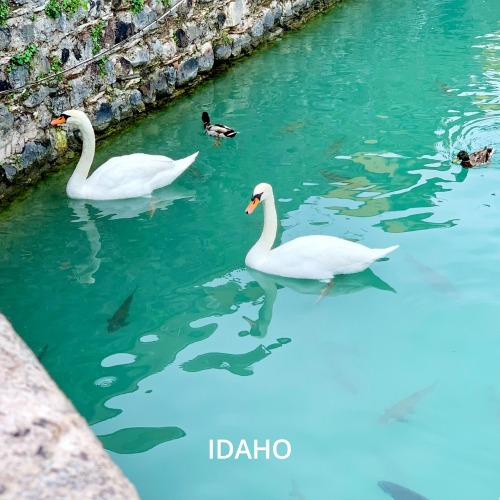 오미 IDAHO 향수 30ml - 상세 이미지 2