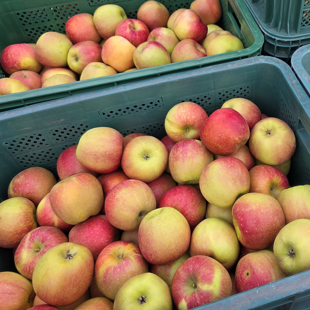 아리수사과 추가 이미지