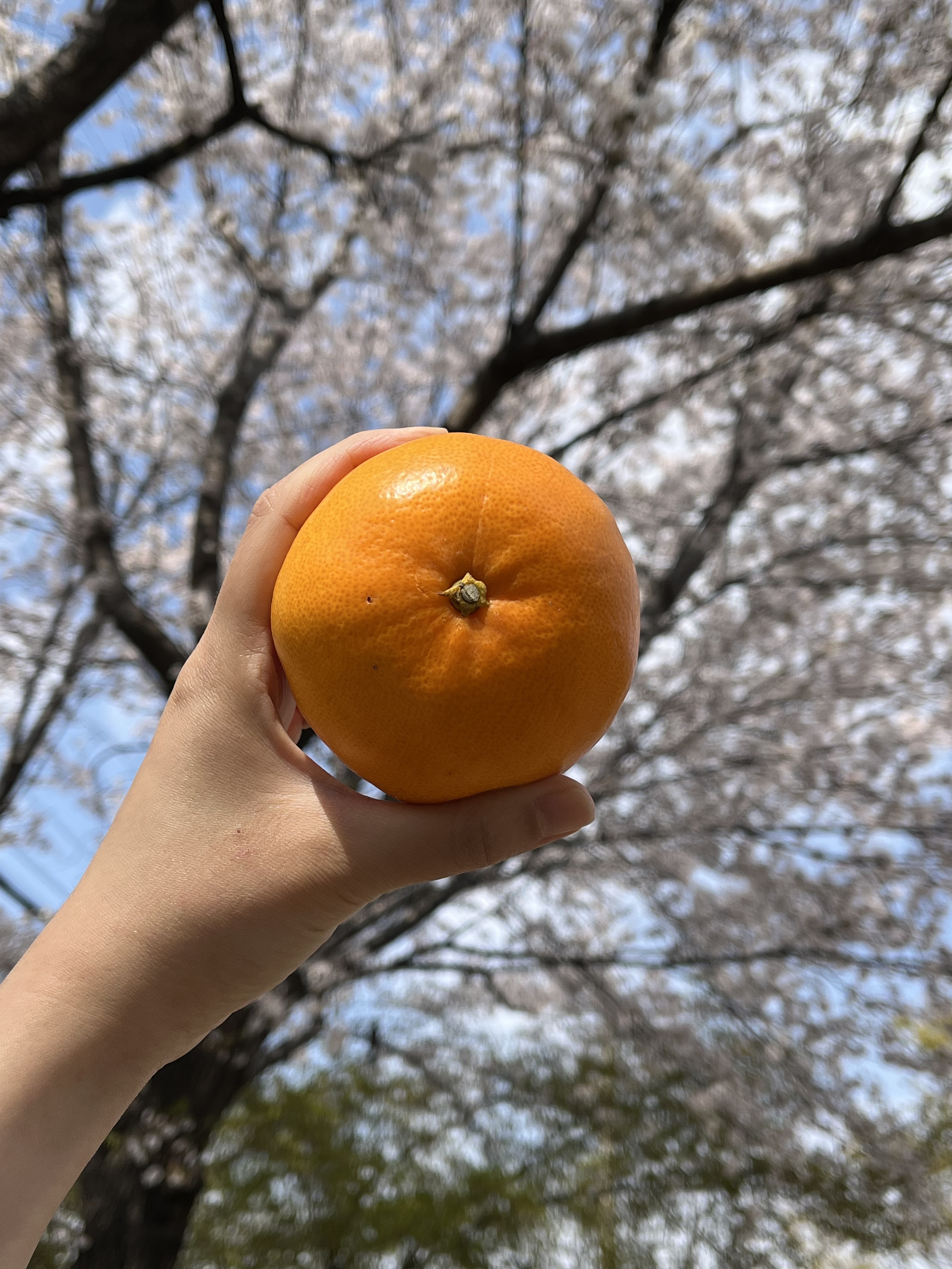 100% 청정 제주산 프리미엄 황금향 고당도 가정용 선물용 [중과] 2.5kg, 1개 - 상세 이미지 4