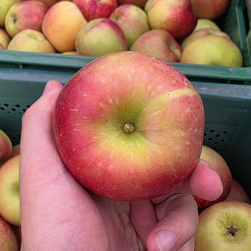 아리수사과 추가 이미지