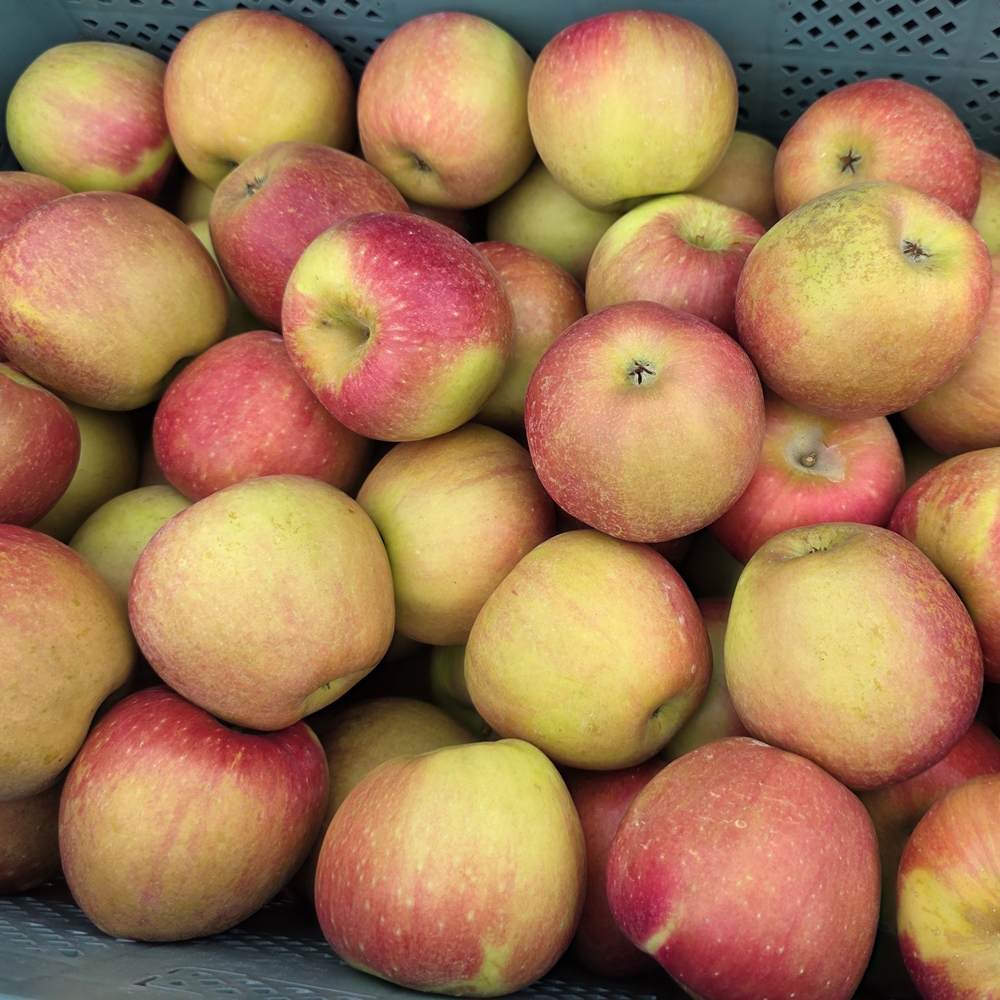 힘찬열매 아리수사과 가정용 못난이 꿀사과 햇사과 5kg 10kg